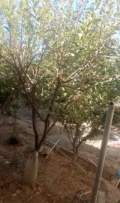 Yer sotilad kul tepa kocha 1