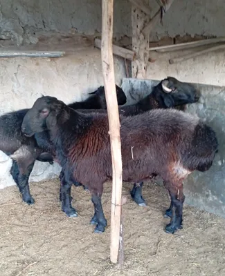 Продаются казахские бараны 1