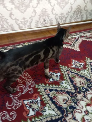 Бенгальская кошка 1