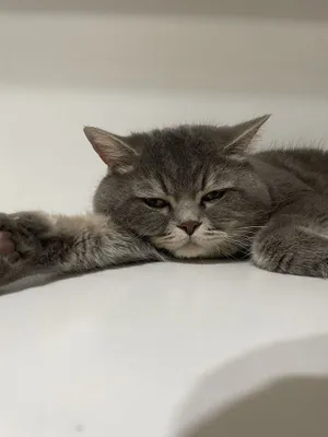 Котёнок 1