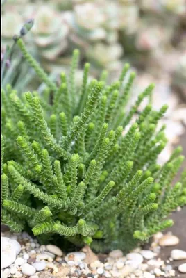 Крассула мускоза (Crassula muscosa) 1