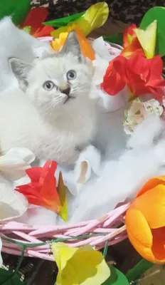 Ласковый и игривый котёнок на продажу 1