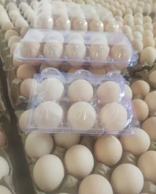 Яйца куриное оптом и в розницу 1