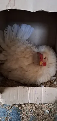 Kurk tovuq sotiladi 3 kun bo‘ldi yotganiga Manzil Toshkent
