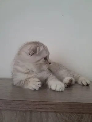 scottish fold mushuk sotiladi кошка 1.5 oyli 1