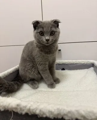 Кот, 6 месяцев 1
