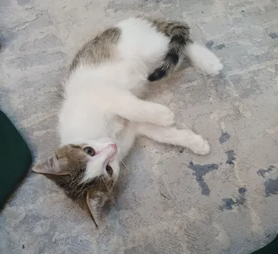 Qiz bola mushukcha 3 oylik 1
