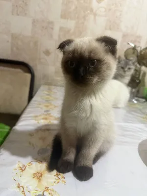 Продается котята 1