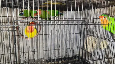 papugay 1