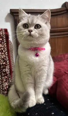 Продается кошка Серебристая шиншилла 1