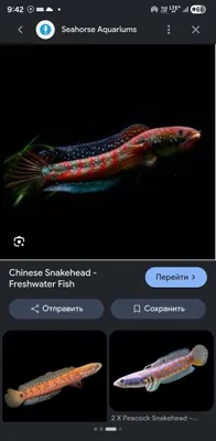 Channa asiatica kalimaya balig'i sotiladi 1