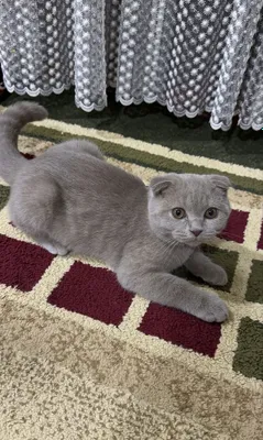 Кошка шотланская 1