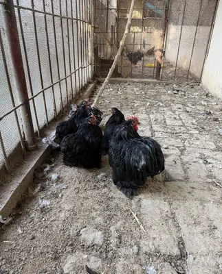 Продаётся карликовый петух 1