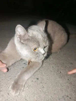 mushuk zotdor sotiladi qiz 1 yosh 1