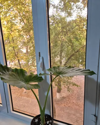 Продаётся Алоказия.