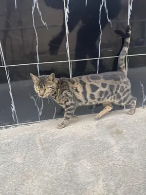 Бенгальский кот чистокровный 1