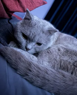 Кошка скоттиш страйт 1