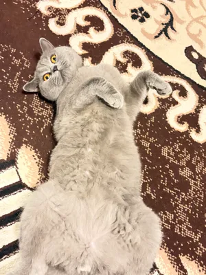 Продаётся кошка 1