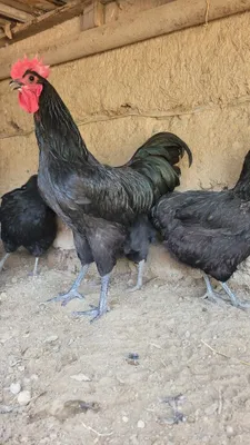 Яйца австралорпа для вывода цыплят в инкубаторе 1