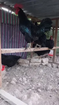 Принимаем заказы на яйца андижанских чёрных кур 1
