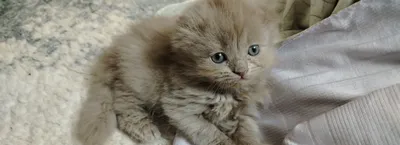 Zotdor mushuk sotiladi 1