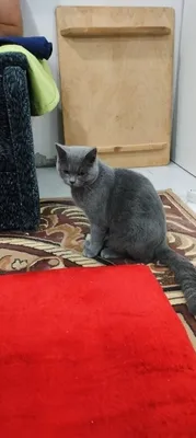 Скоттиш-страйт, британец, 2 года — вязка