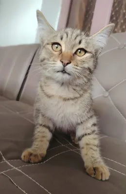 отдам кота в добрые руки.