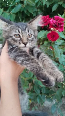 Кошки отдаются бесплатно 1