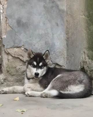 Xaskiy iti sabaka сабауа 1