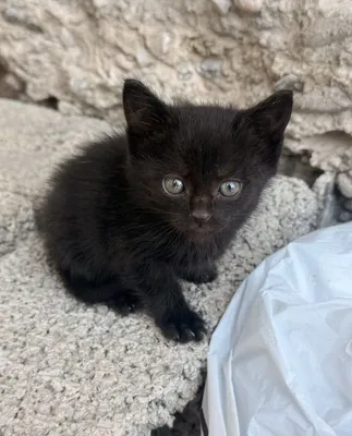 Mushuklar hadyaga beriladi 1