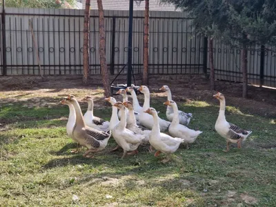 Buvilar bilan video jinsiy aloqa Xususiy porno mast jinsiy aloqa video