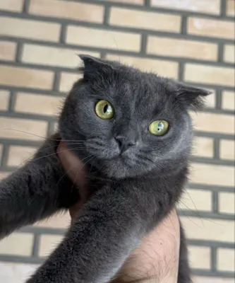 Продается кошка породы Scottish Fold
