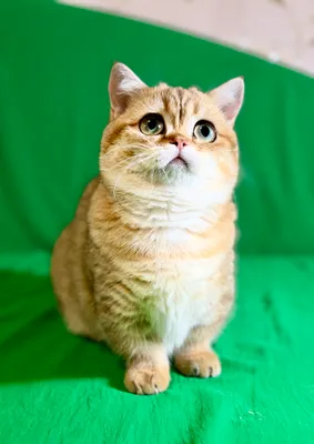 Munchkin, urg‘ochi mushukcha, sotiladi 1