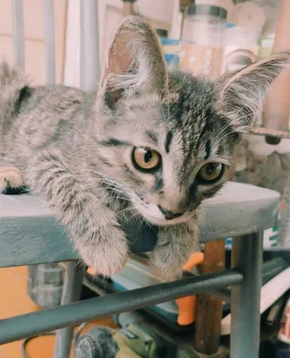 Роскошная кошечка тигрового окраса в добрые руки 1