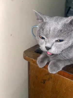 Кошка, котёнок 1