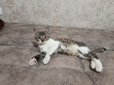 Mushukcha hadyaga tekinga beriladi 1