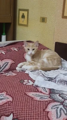 Продам котёнка рыженький 1