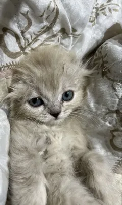 Пушистые котята! 1