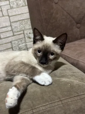 Paypoq bilan rus uy qurilishi porno Kuban qizlarning erotik fotosuratlari