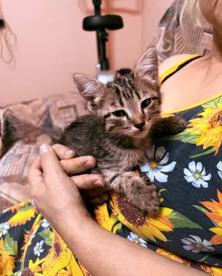 Пристраиваю котёнка в хорошие руки 1