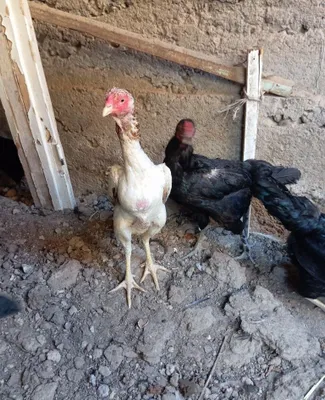 Продаются даканские куры 1