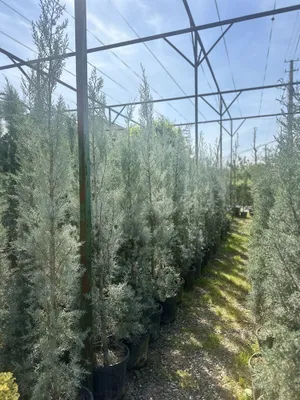 Итальянский кипарис аризонский Italiyanskiy kiparis arizonskiy 1