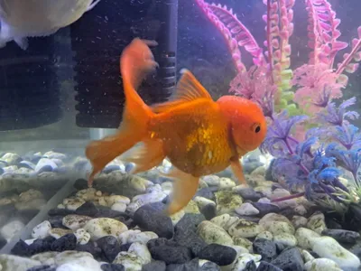 2 ta oltin oranda baliq sotiladi 1