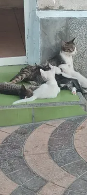 Уй мушукчалари керакми
