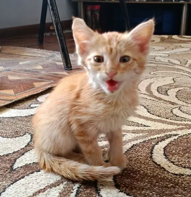 Котенок в добрые руки. 1