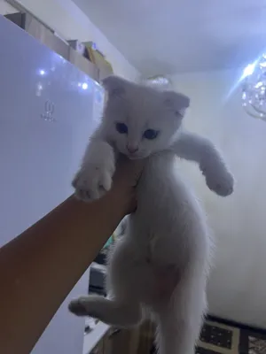 Semiz xotinlar ishtirokidagi ruscha uy qurilishi pornosi Rus porno galereyasi