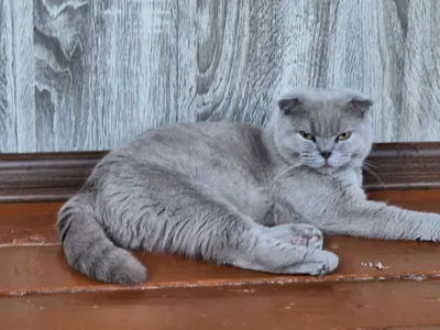 Продаётся кошка
