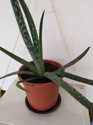 Aloe vera