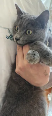 Кошечка, 6 месяцев, дымчатого окраса 1