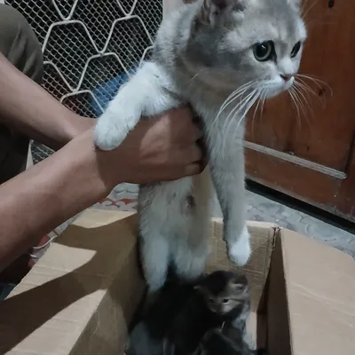 Продаётся кошка 1